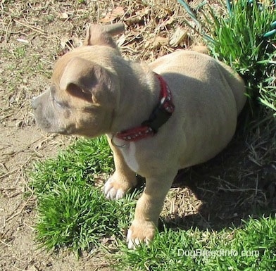 The left side of a red with white American Bully Puppy that is sitting on patchy grass and it is looking to the left.