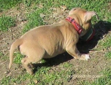 The front right side of a red with white American Bully Puppy that is walking on patchy grass.