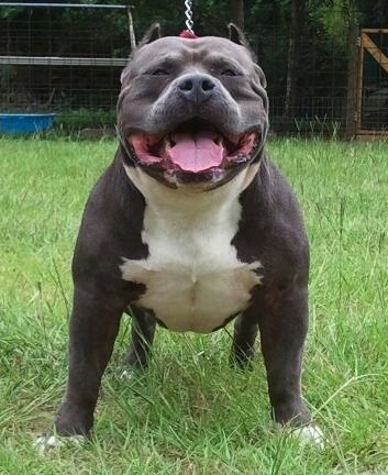 A black with white American Bully is standing in grass, it is looking forward, its mouth is open, its tongue is out and there is a volleyball net behind it.