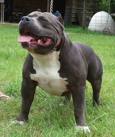 The front left side of a black with white American Bully that is standing across a grass surface, its mouth is open and its tongue is hanging out. It has a wide stance.