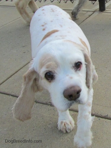 Close up - A white with tan American Cocker Spaniel walking up a concrete surface.