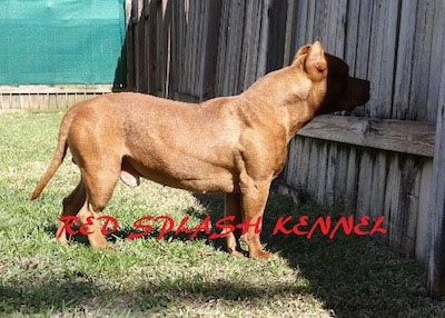 The right side of a red-nose American Pit Bull Terrier that is staring through a wooden fence. The words - Red Splash Renner - are overlaid under it.