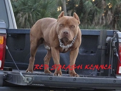 The front right side of a brown with white American Pit Bull Terrier dog that is standing in the bed of a pickup truck. The words - Red Splash Renner - are overlaid under it.