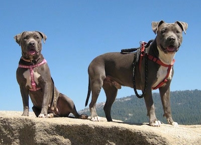 Two blue Nose Pitbull Terriers wearing harnesses on top of rocks