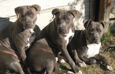 Three Blue Nose Pitbull Terriers are sitting together and leaning against a house
