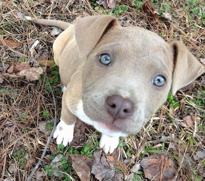 Close Up - Topdown view of a blue-nose blue-eyed Pit Bull Terrier puppy that is sitting in lawn brush and it is looking up.
