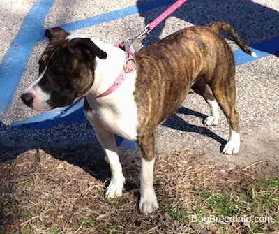 The front left side of a brindle and white American Pit Bull Terrier that is standing partially in grass and a parking lot. It is looking to the left.