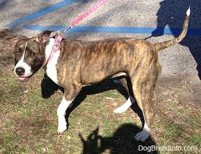 The left side of a brindle and white American Pit Bull Terrier that is standing in grass and it is wearing a pink collar