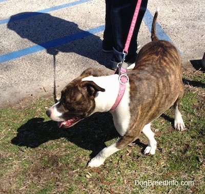 The left side of a brindle and white American Pit Bull Terrier that is walking across grass, it is wearing a pink collar, its mouth is open and its tongue is out.