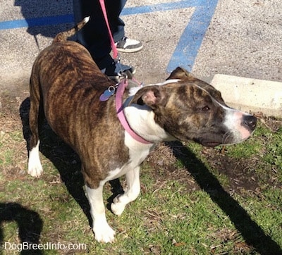 The front right side of a brindle and white American Pit Bull Terrier that is standing on grass, it is wearing a pink collar and it is looking to the right.