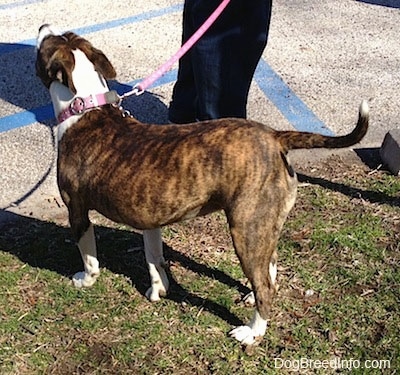 The back left side of a brindle and white American Pit Bull Terrier that is walking across grass, it is wearing a pink collar and it is looking up.
