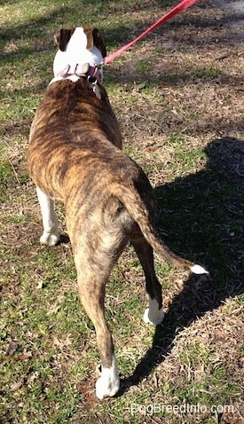The back of a brindle and white American Pit Bull Terrier that is standing walking up grass.