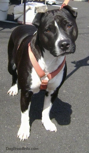 The front left side of a black with white American Pit Bull Terrier that is standing in a parking lot. Its head is slightly tilted to the left.