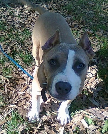 A tan with white American Pit Bull Terrier puppy is standing in grass that is covered in leaves and its tail is wagging.