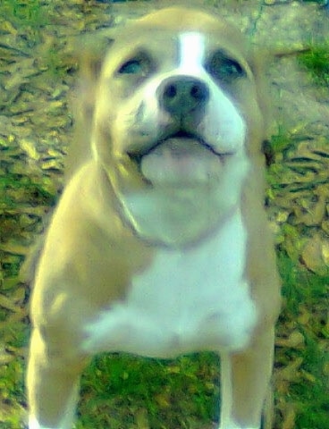 Close up - A tan with white American Pit Bull Terrier puppy is standing in grass, it is looking up and it is baydiving.