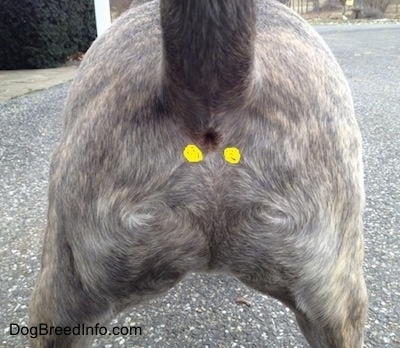 A dog's anus with yellow circles drawn on either side marking the anal gland areas