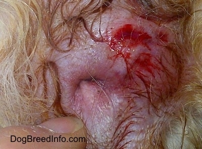 Close Up - The swollen bloody back end of a dog