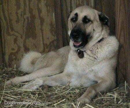 A tan Anatolian Shepherd is laying against a doghouse wall and there is hay on the ground