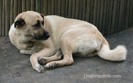 The left side of a tan Anatolian Shepherd that is laying down outside in dirt, against a wooden structure and it is looking to the right.