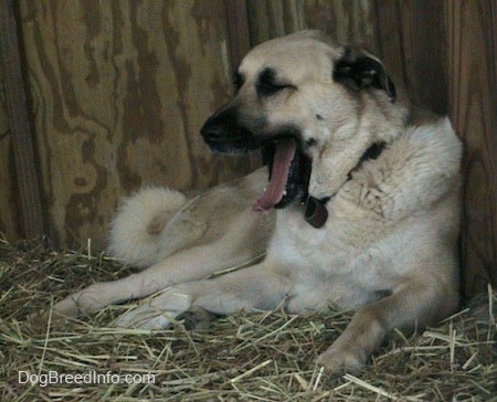 A tan Anatolian Shepherd is laying on hay, in a doghouse and it is looking to the left.