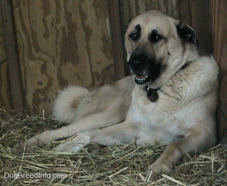 A tan Anatolian Shepherd is laying on top of hay and against the wall of a doghouse. Its mouth is slightly open and it is looking forward.