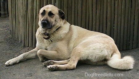 The left side of a tan Anatolian Shepherd that is sitting outside in dirt and against a wooden structure.