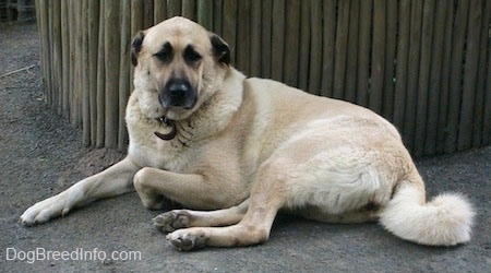 The left side of a tan Anatolian Shepherd that is sitting outside in dirt and it is looking forward.