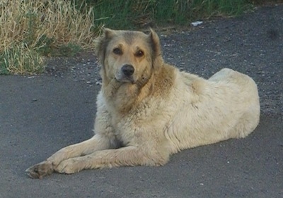 The left side of a tan Armenian Gampr is laying across pavement, there is grass behind it and it is looking forward.