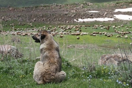 The back of a tan Armenian Gampr that is sitting on cliff overlooking flock of sheep and it is looking to the left.