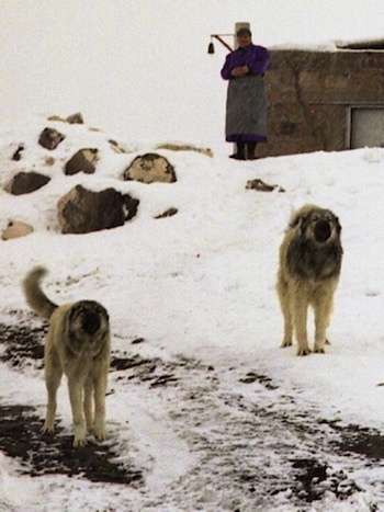 Two adult Armenian Gampr are standing in snow, they are barking, there is a person standing behind them with there arms folded.