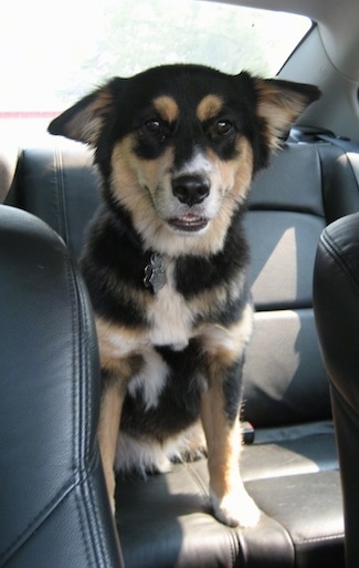 A black with tan and white Aussie Siberian is sitting in the back of a vehicle and its ears are to the side.
