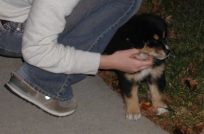 A person is kneeling at the side of a black with tan and white Aussie Siberian puppy that is standing outside on grass.
