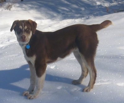 The left side of a chocolate with tan and white Aussie Siberian puppy that is standing across snow and it is looking forward.