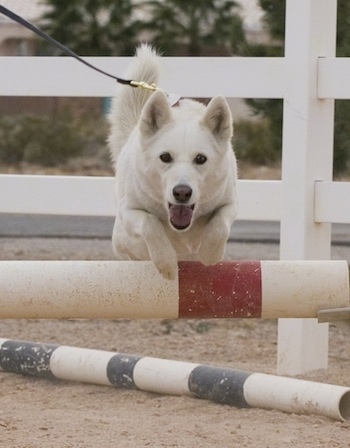 A white Aussie Siberian  isjumping over a bar on an agility obstacle course.