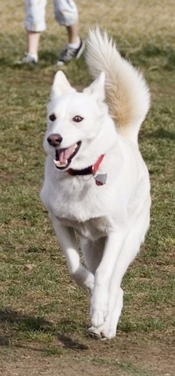 A white Aussie Siberian is running on grass with its mouth open and its tail up.