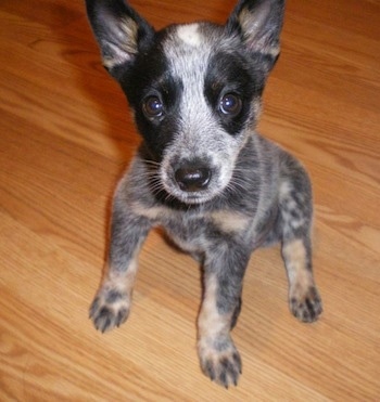 Topdown view of an Australian Cattle Dog puppy that is sitting on a hardwood floor and it is looking up.