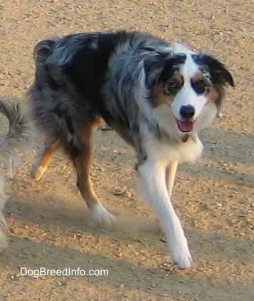 The front right side of a blue merle Australian Shepherd that is running across dirt creating dust.