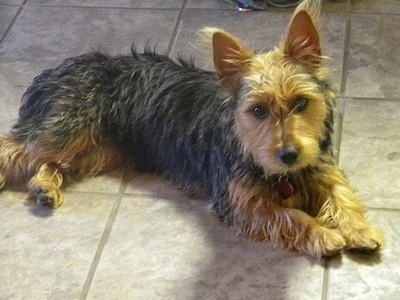 The front right side of a black and tan Australian Yorkshire Terrier that is laying across a tiled floor and it is looking forward.