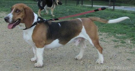 The left side of a tri-color Basset Foxhound that is standing across a dirt patch. There is a Shepherd standing in grass behind it.