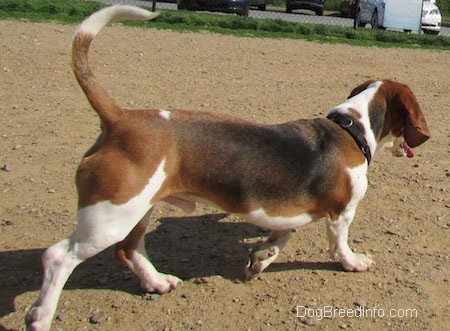 The right side of a tri-color Basset Foxhound that is walking around a dog park with its tail up.