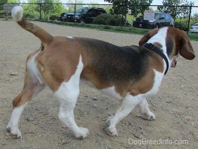 The back right side of a white, black and brown Basset Foxhound that is walking across a dog park, towards a parking lot.