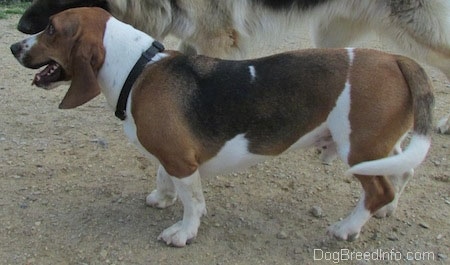 The left side of a white, brown and black Basset Foxhound that is standing across a dirt patch. There is another dog walking behind it.