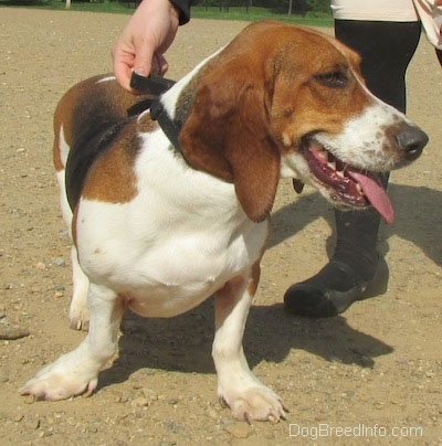 A tri-color Basset Foxhound is standing on a dirt patch. It is looking to the right, its mouth is open and its tongue is hanging out. There is a person standing to the right of it.