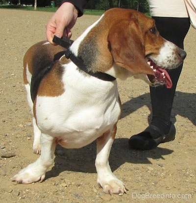 A white, brown and black Basset Foxhound is standing in dirt, it is wearing a harness and a person is holding its harness.