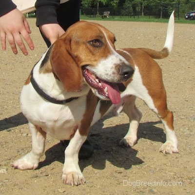 The front left side of a tri-color Basset Foxhound that is standing in dirt. A person is grabbing its collar and it is looking to the right.
