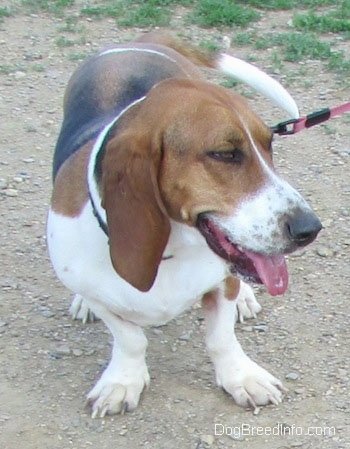 A tri-color Basset Foxhound is standing on a dirt patch. Its mouth is open, its tongue is out and it is looking to the right.