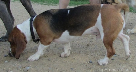 The left side of a tri-color Basset Foxhound that is sniffing a rock on the ground, behind another dog.