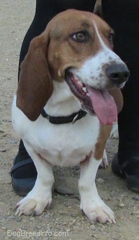 A tri-color Basset Foxhound is standing on a dirt patch, it is looking to th right. There is a person standing over top of it.