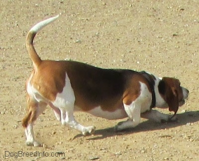 The right side of a white, black and brown Basset Foxhound that is sniffing across a park.
