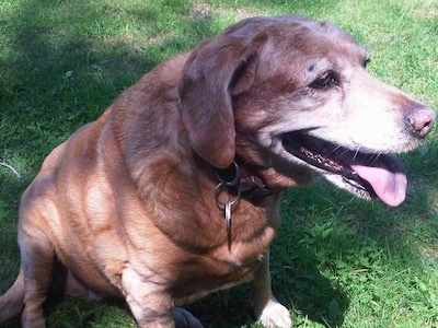 Close up - The right side of a brown with white Basset Retriever that is sitting on grass with its tongue out and it is looking to the right.